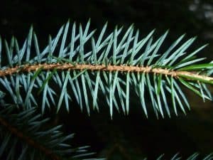 CORA Pure Pine Wreck - Image 2