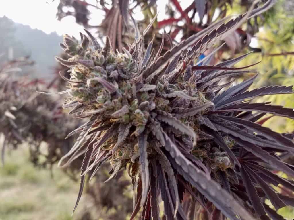 CORA Purple African Magic