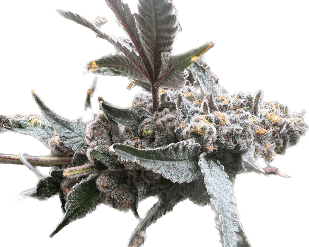 “Bacio” Gelato 41 x “Bacio” Gelato 41 *FEMINIZED* Alpine Seed Group