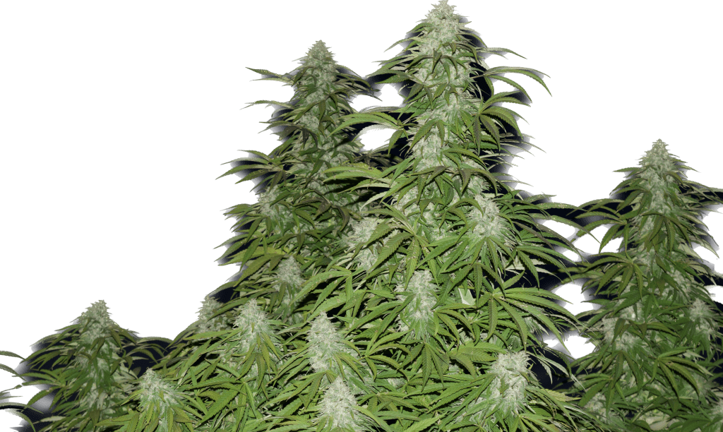 CORA Snowcap Haze NL#5