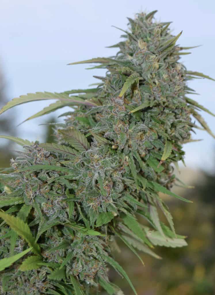 CORA GENETICS Boost