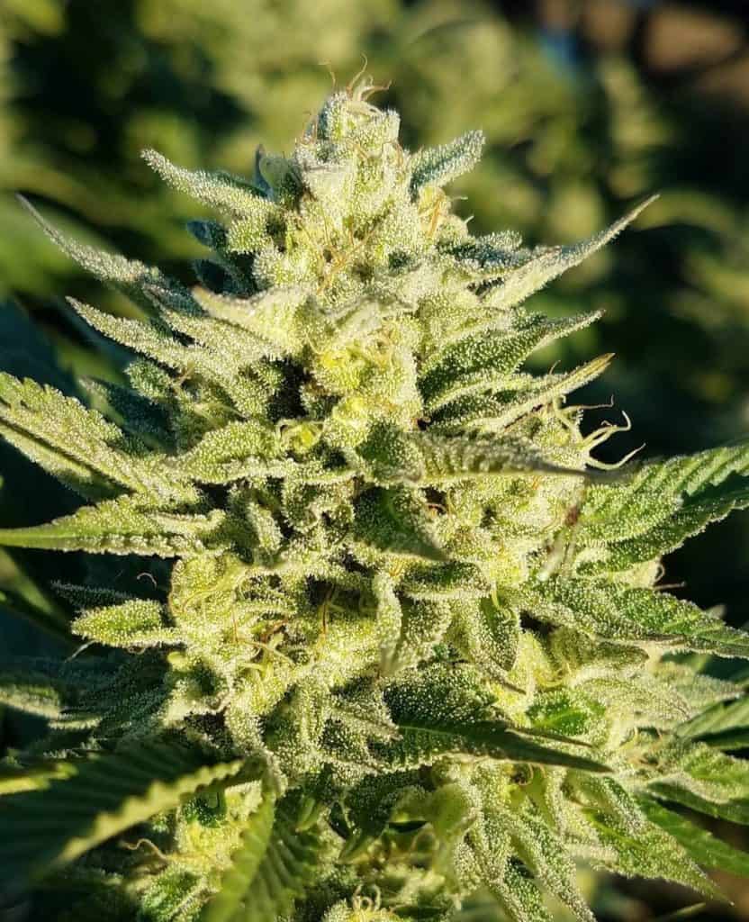 BIOVORTEX Banana Cream