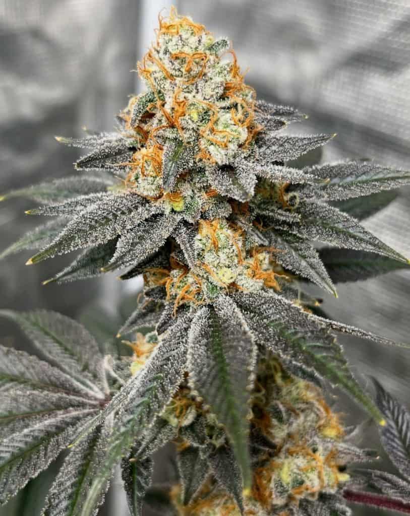BIOVORTEX Athene (ASK ll) x G-NUT 