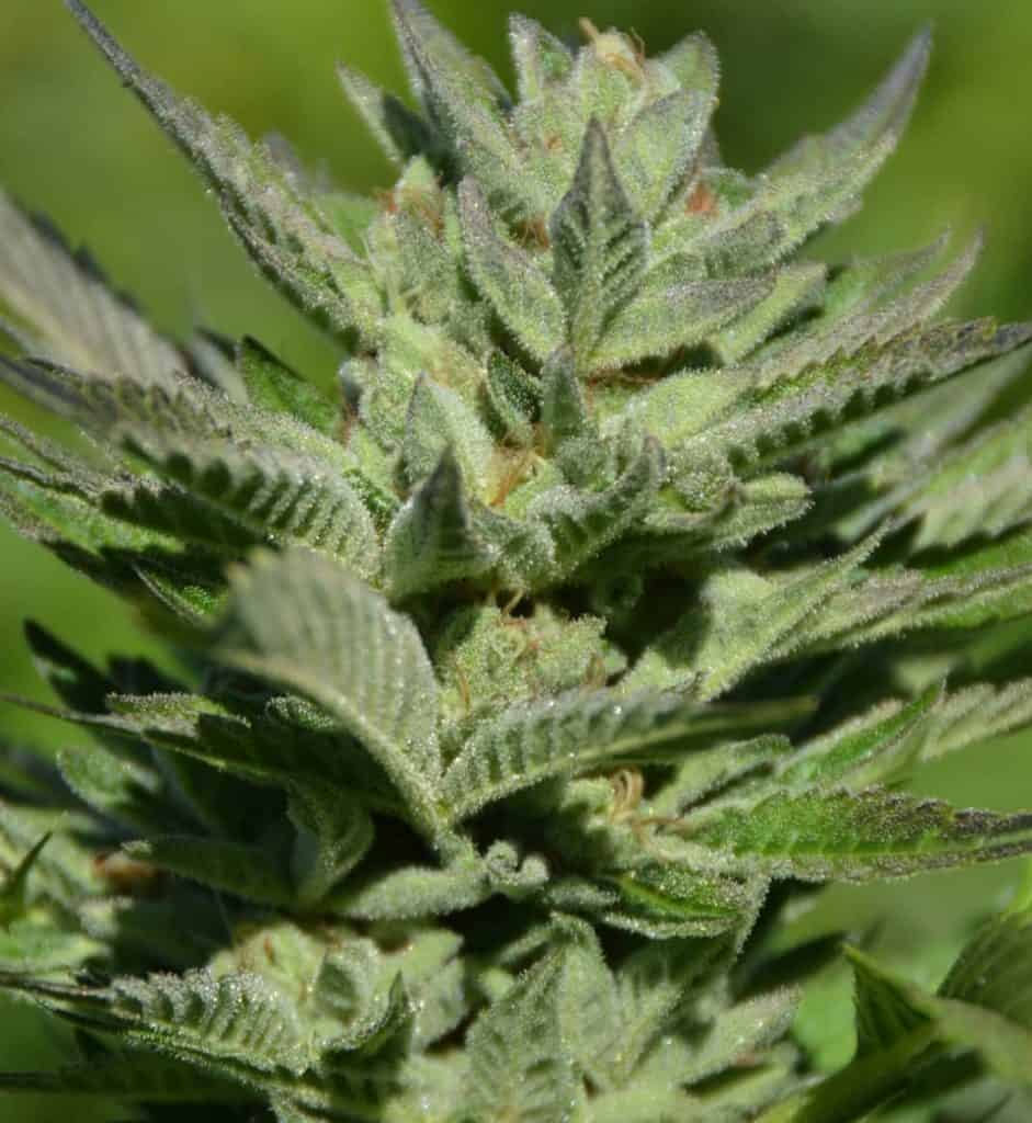 BIOVORTEX Mandarin Cream