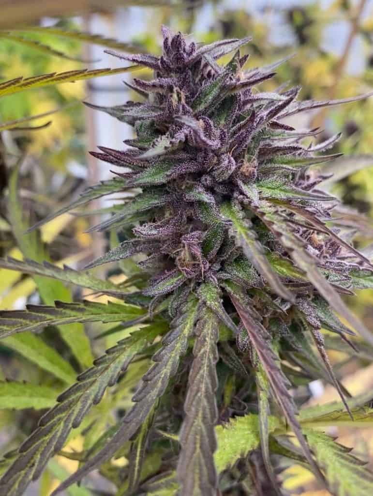 CANNA COUNTRY CC#26 x G41 *FEMINIZED*