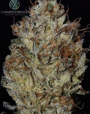 FREEBORN Triangle Kush x Jaro