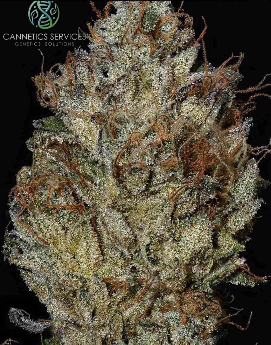 FREEBORN Triangle Kush x Jaro