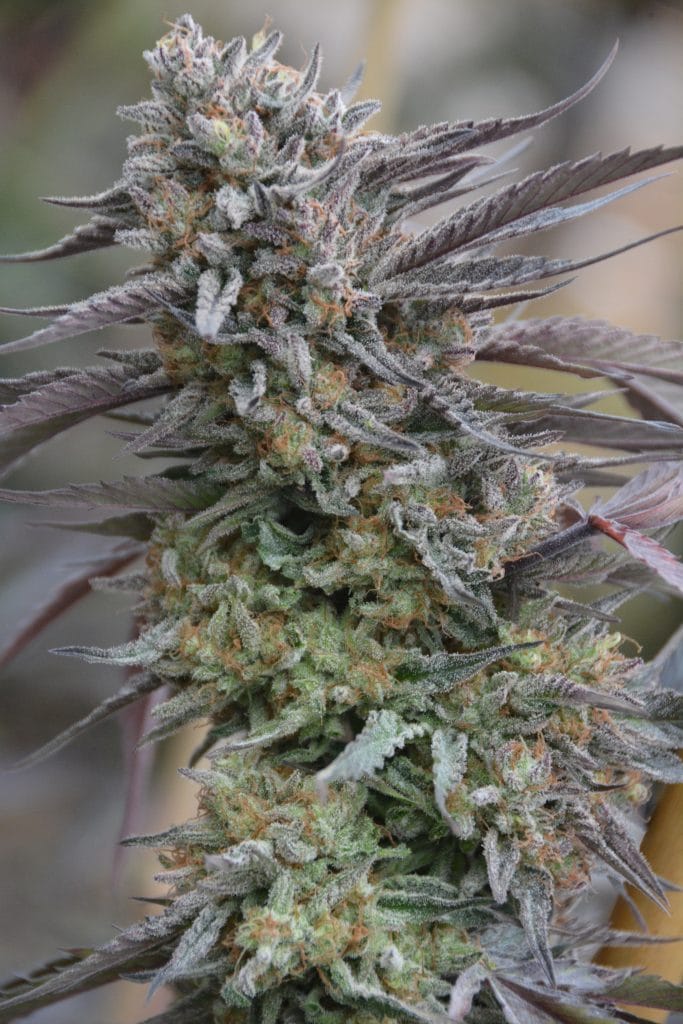 BIOVORTEX Black Dog 2012 *FEMINIZED*