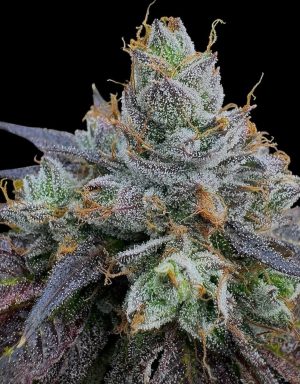 FREEBORN *FEMINIZED* PK x Hindu - Image 2