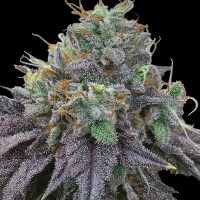 FREEBORN *FEMINIZED* PK x Hindu