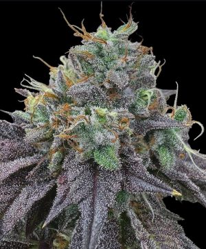 FREEBORN *FEMINIZED* PK x Hindu