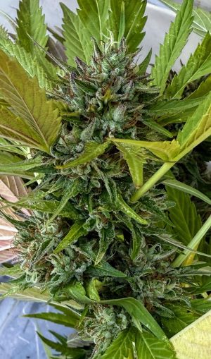 FREEBORN *FEMINIZED* PK x Hindu - Image 4