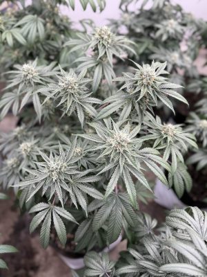 FREEBORN *FEMINIZED* PK x Hindu - Image 5