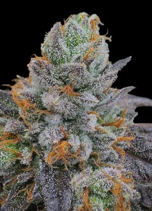 FREEBORN *FEMINIZED* PK x Hindu - Image 3
