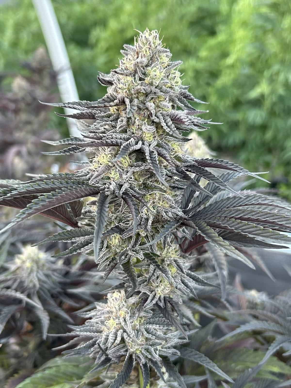 HIGHER HEIGHTS Rasta Government