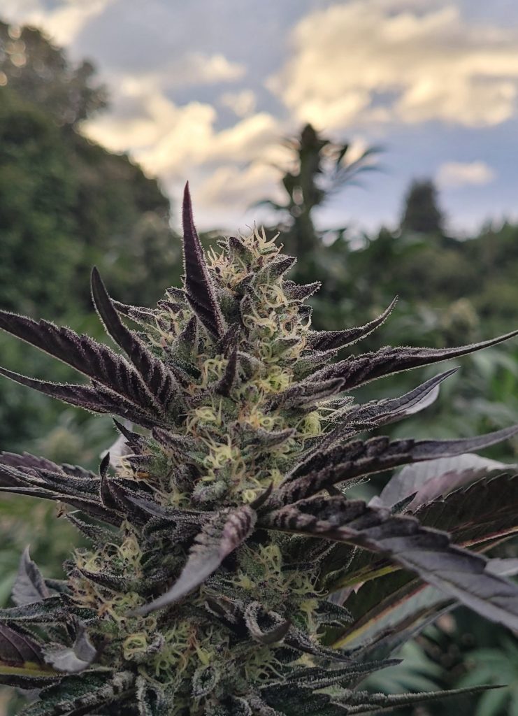 BIOVORTEX Mandarin DOG *FEMINIZED*