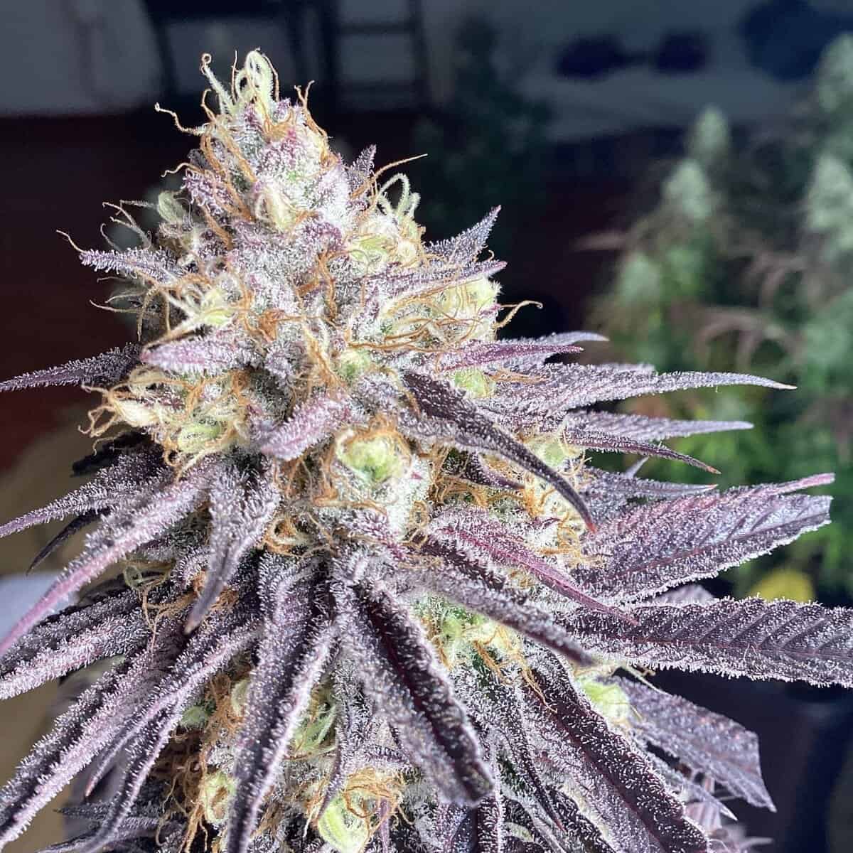 BIOVORTEX Black DOG (s1) *FEMINIZED*