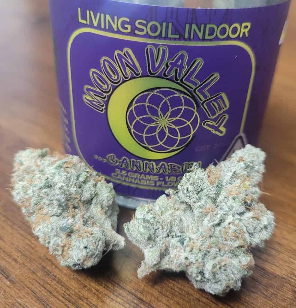 BIOVORTEX Gorilla DOG #4 Gift