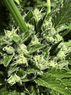 HAPPY DREAMS Sour Dizzle (3 FEMINIZED)
