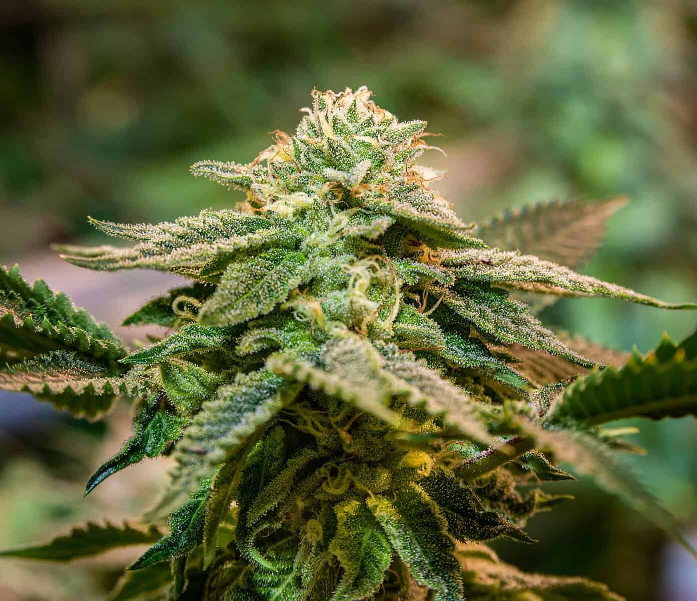 BASK TRIANGLE Bazk Triangle