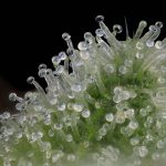 Bazzoka trichrome close-up on cannabis flowers