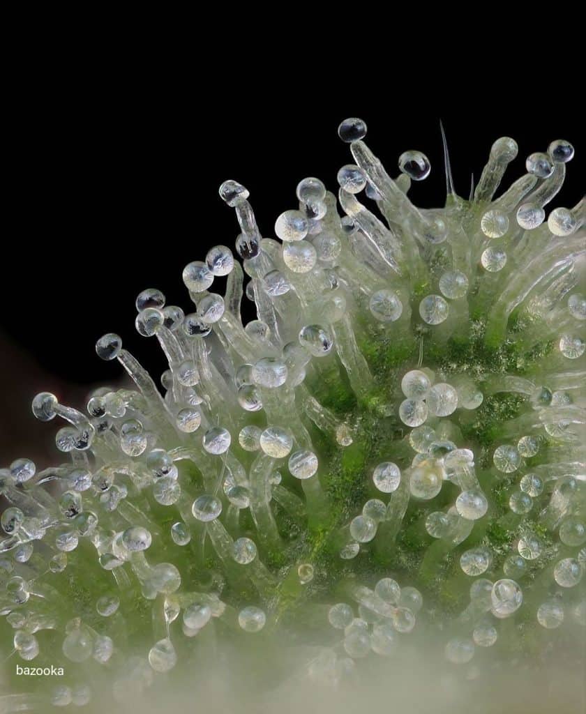 trichrome close-up on cannabis flowers