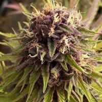 CANNA COUNTRY CC No. 29 x CC No. 26 *FEMINIZED*