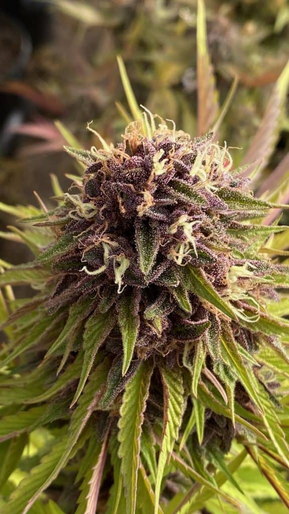 CANNA COUNTRY CC#29 x CC#26 *FEMINIZED*