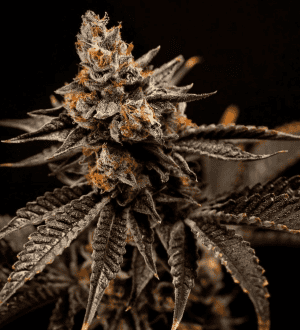 Happy Dreams Genetics Seeds