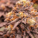 glazed lemon thai trichromes trichrome production in cannabis flowers