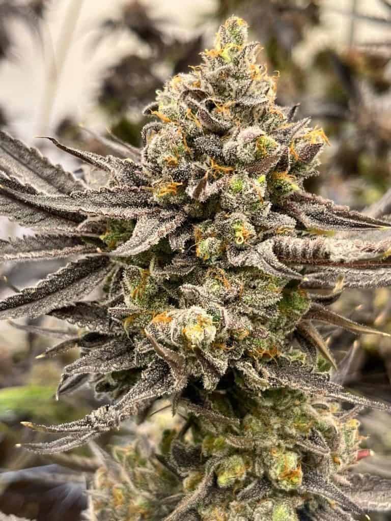 BIOVORTEX Hazel DOGZ
