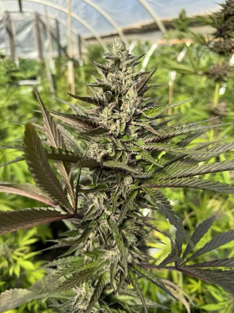 CANNA COUNTRY CC No. 30 x CC No. 26 *FEMINIZED*