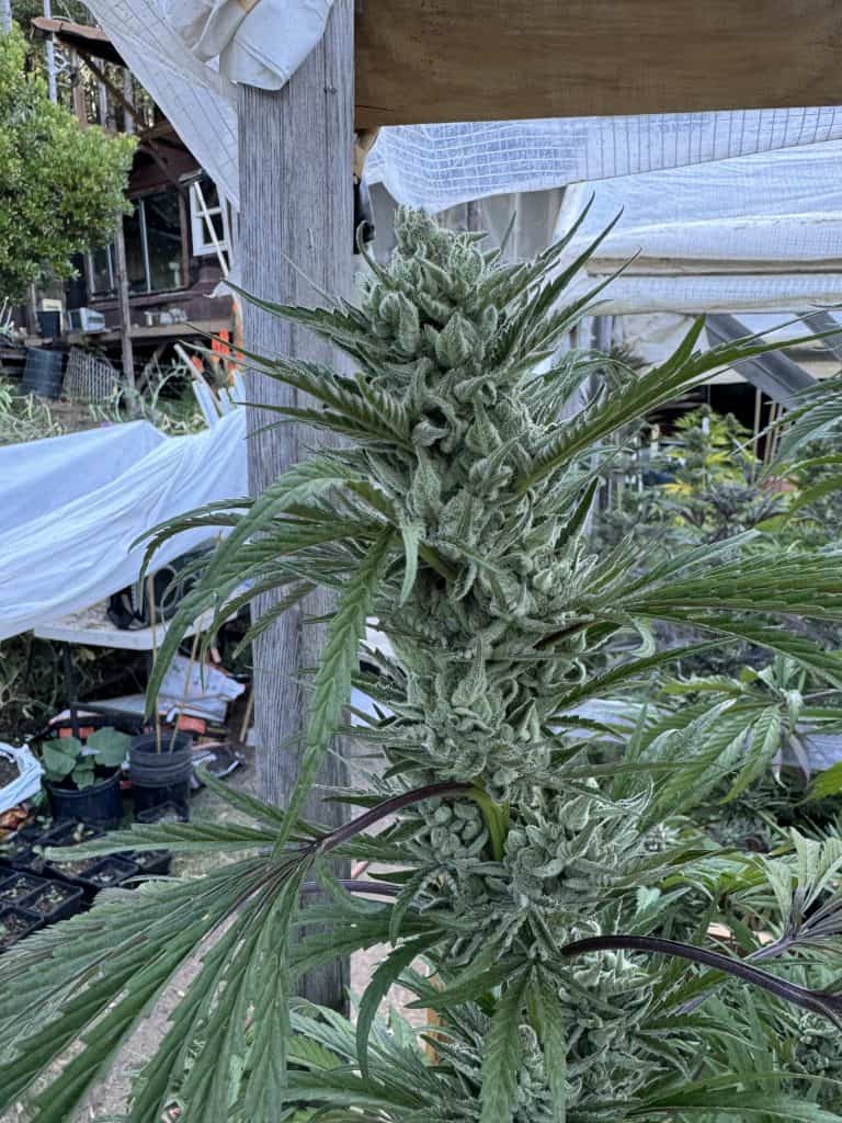 CANNA COUNTRY CC3 x CC26 *FEMINIZED*