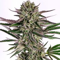 HIGHER HEIGHTS Upgrade