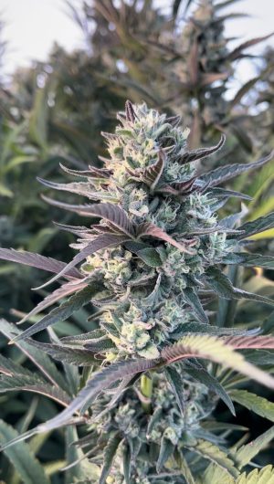 HAPPY DREAMS Egyptian Papaya (FEMINIZED) - Image 4