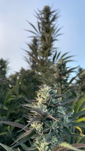 HAPPY DREAMS Egyptian Papaya (FEMINIZED) - Image 3
