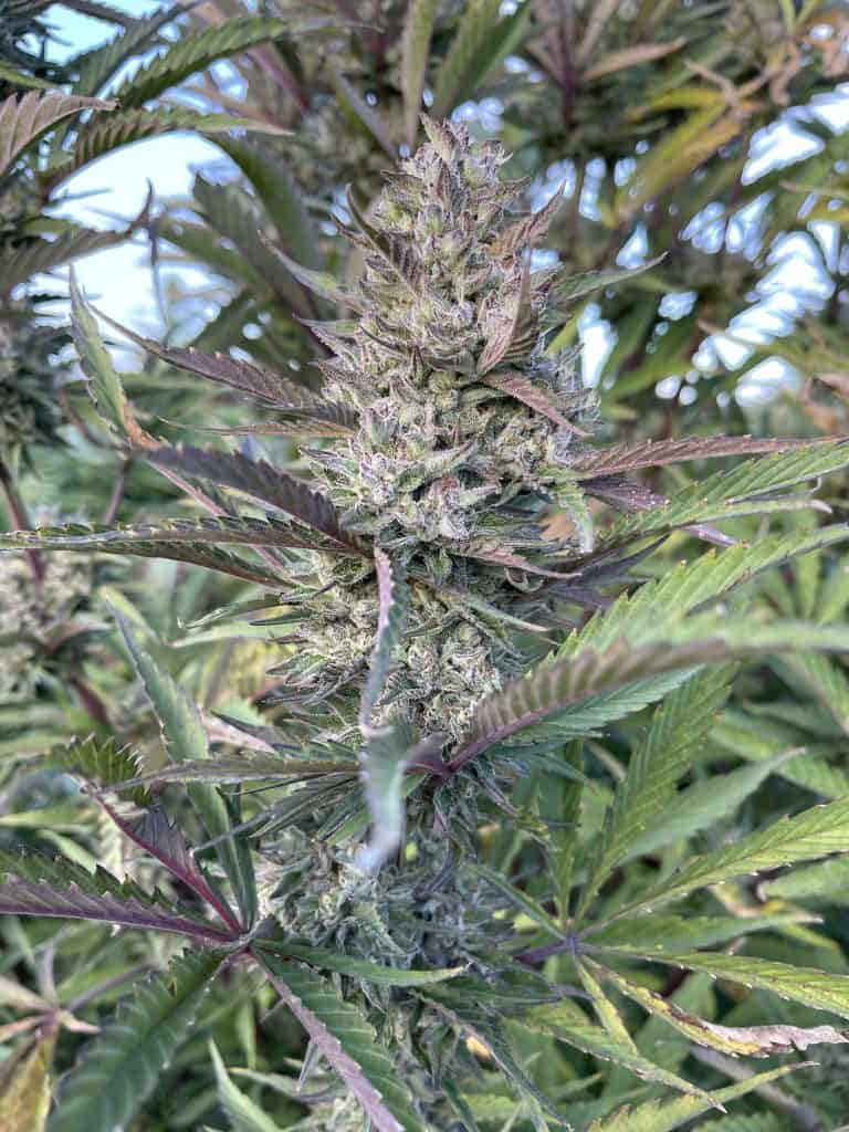 HAPPY DREAMS Egyptian Papaya (FEMINIZED)