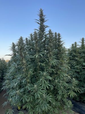 HAPPY DREAMS Egyptian Papaya (FEMINIZED) - Image 2