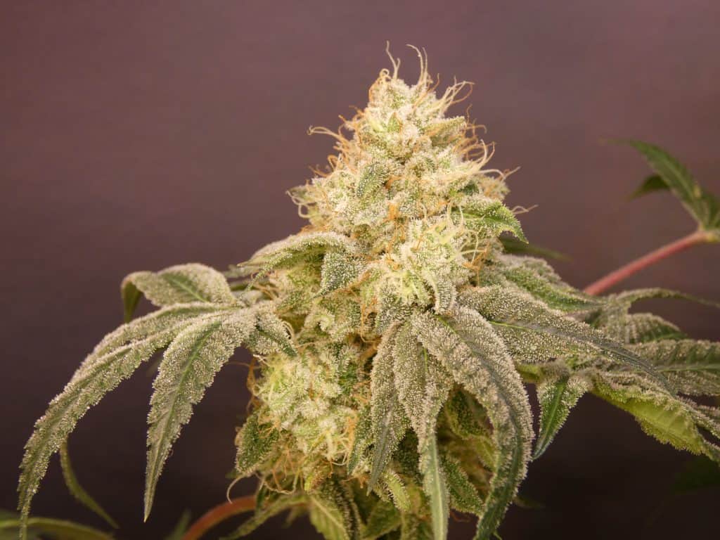 BASK TRIANGLE Khalifa Z (FEMINIZED)