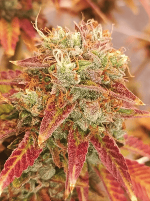 autoflowering cannabis seeds