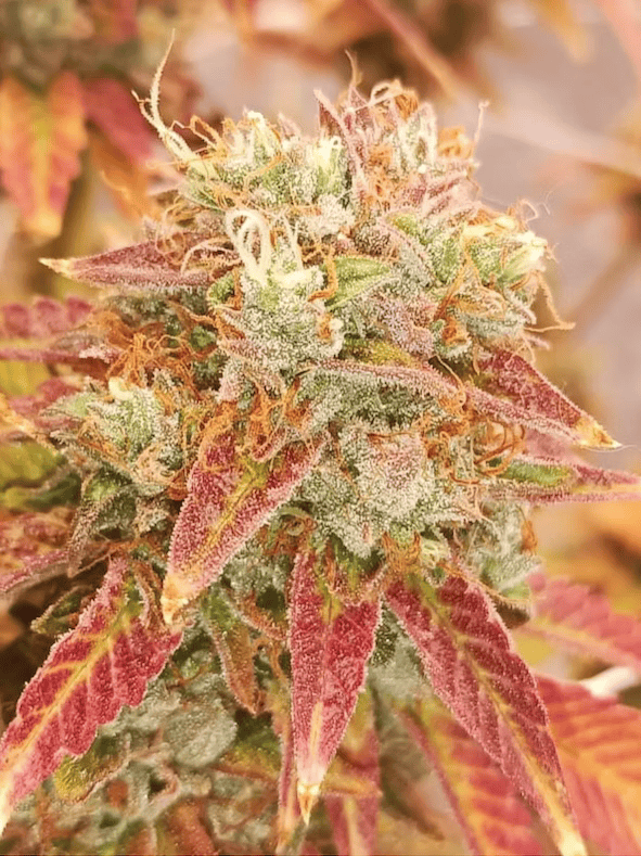 sour dizzle fem autoflowering cannabis seeds