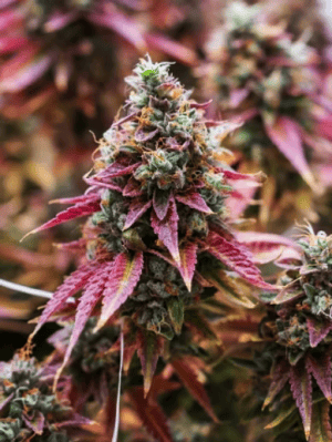 HAPPY DREAMS Sour Dizzle (3 FEMINIZED) - Image 3