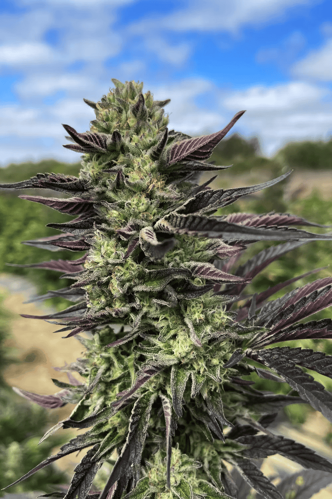 HAPPY DREAMS Triangle GMO (FEMINIZED)