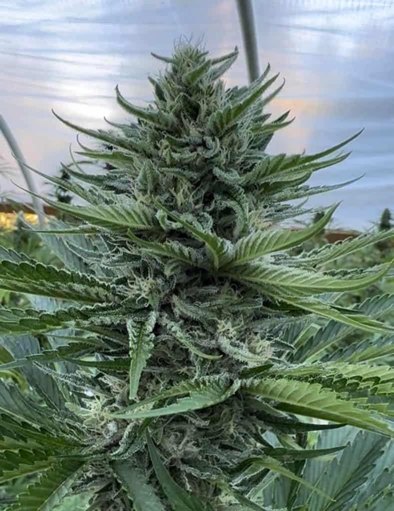 CANNA COUNTRY CC#27 x CC#26 *FEMINIZED*
