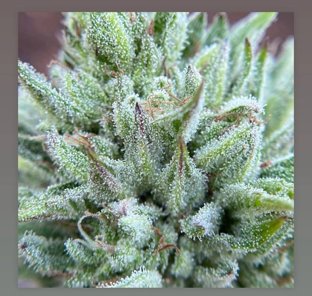 HEARTROCK Lion Claw Fem Auto