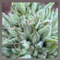 HEARTROCK Lion Claw Fem Auto