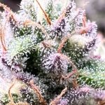 Frutopia beautiful marijuana flowers