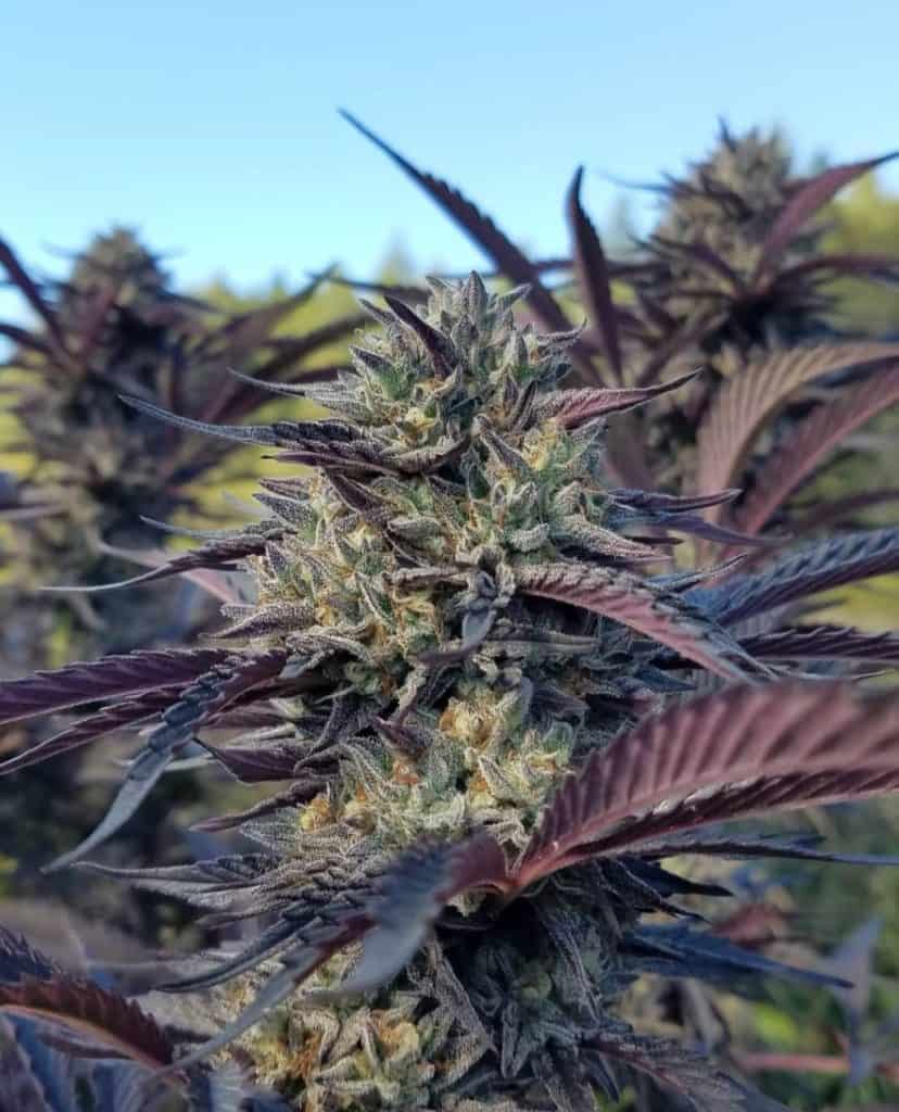 BIOVORTEX Athene Dog *FEMINIZED*