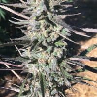 HEARTROCK Blueberry Banana Hash