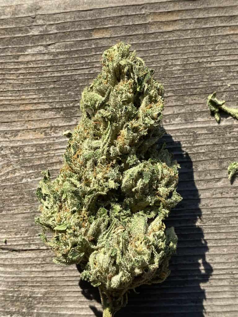 HEARTROCK Tahoe x Chem Fem Auto